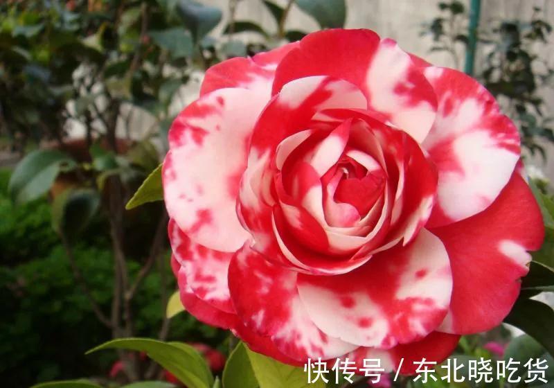 揭开茶花的真面目，很多人对其有误解，不要再犯傻，花朵很漂亮