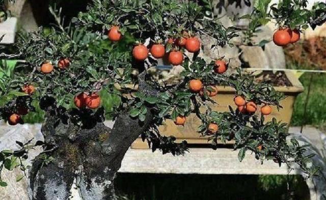 过年就养“镇宅树”，6年后成为“盆景树”，比松柏值钱，寓意好