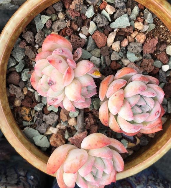 太阳光照|夏天光照很强,多肉晒一晒,会不会变红?会彻底地变红!