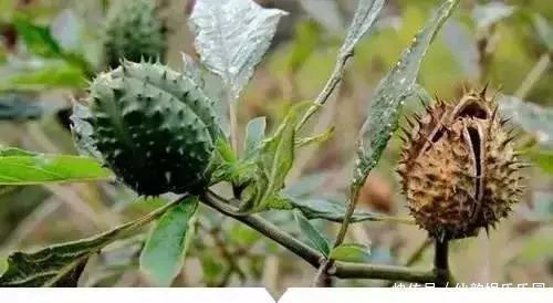 小时候常见又叫不上名的植物，终于知道叫啥了，太全了