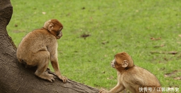 难怪|孙悟空前一任弼马温是谁? 难怪知道真相的孙悟空大发雷霆