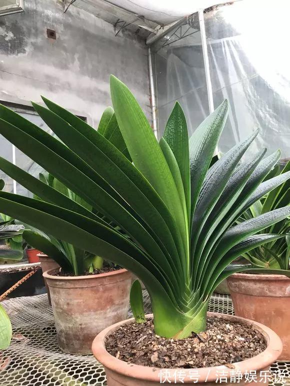 3种花“品味高”,放在家里有档次,格调高雅都说好看!