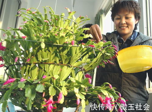 嫁接蟹爪兰，选对砧木，10天愈合，15天成活，翌年开花爆盆