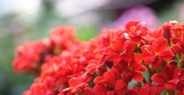 长寿花最爱的“3种”食物,各个都是大补药,比花肥好,花苞量多