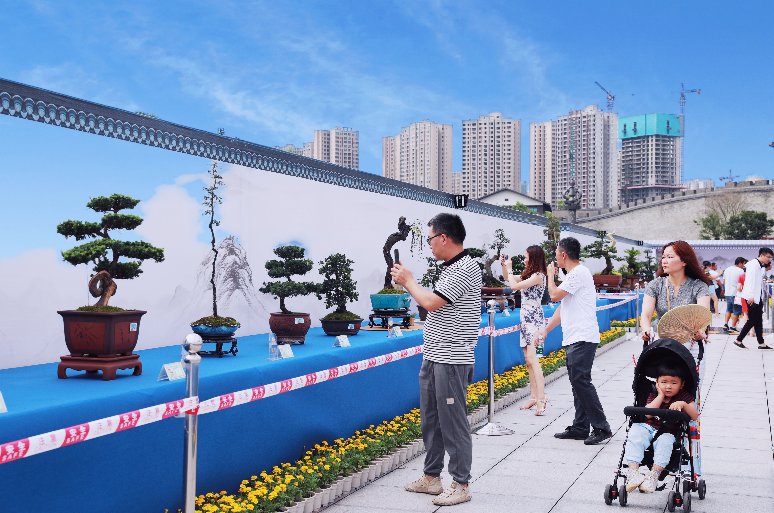 上游新闻|千余件精品力作亮相，川渝花卉盆景暨石刻石雕艺术展让你大饱眼福