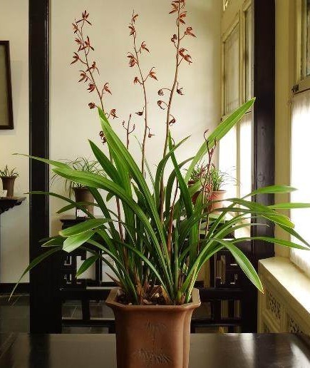 “红砖”养花有这3大效果，在兰花盆底铺上一层，养一盆旺一盆！