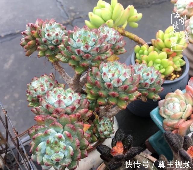 百科|养多肉三年多,初见惊鸿!累并快乐着!养多肉三年多,初见惊鸿!累并快乐着!