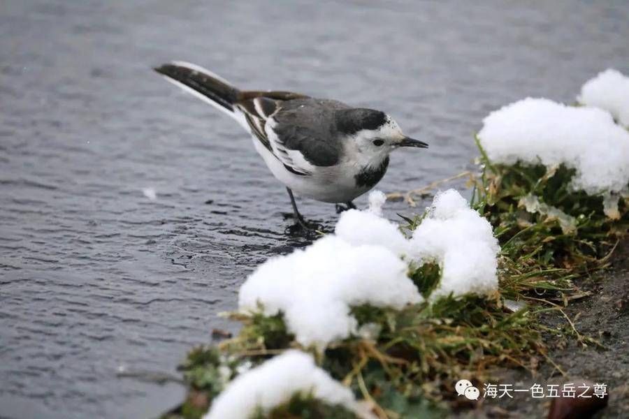 冬雪|百脉仙境｜飘然而至的冬雪，童话了世界，百脉沸腾宛若琼瑶仙境