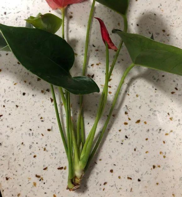 气根|茉莉花扦插有机关,砍这一段枝条,插土里3天就活!