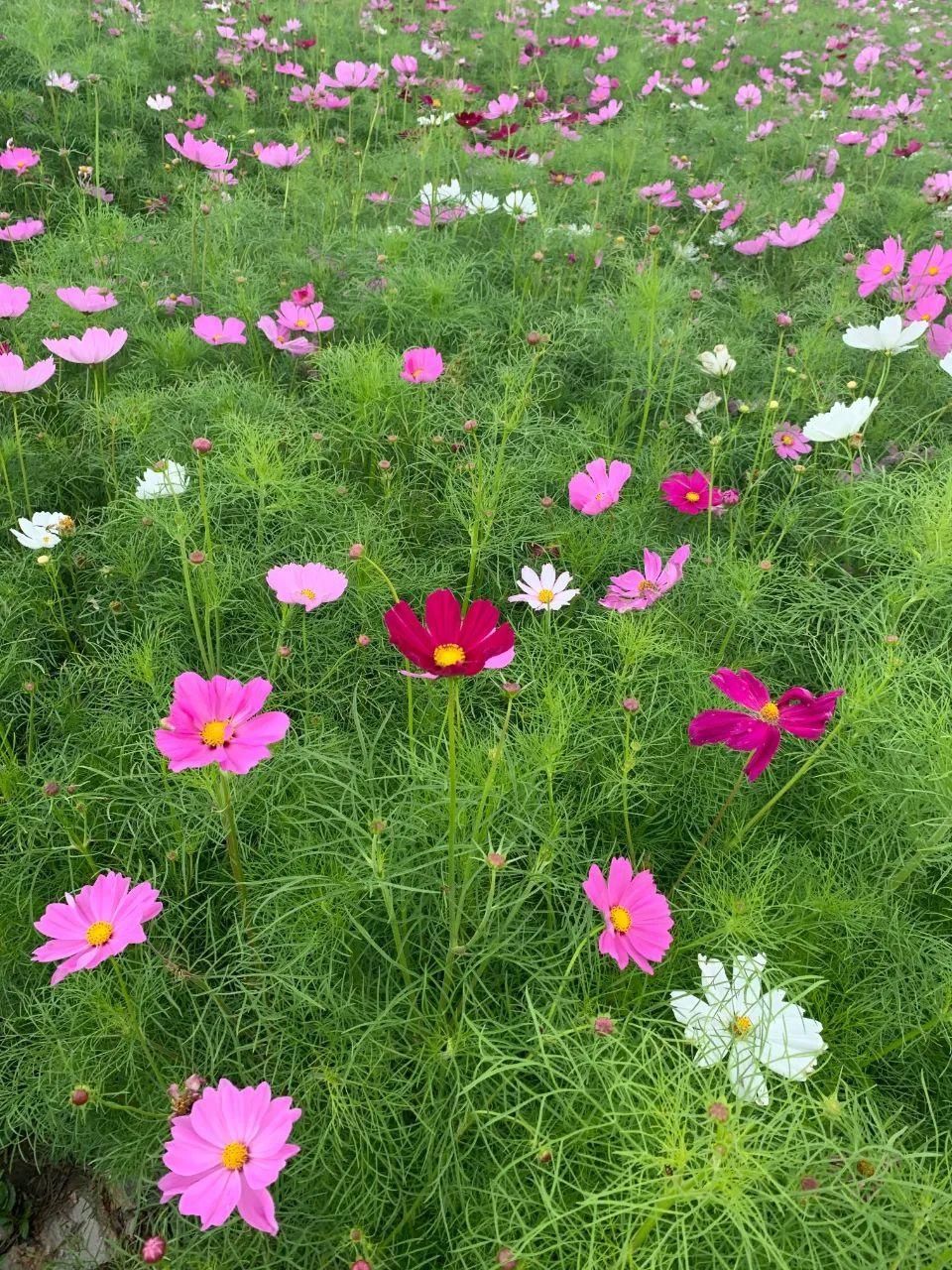 大滨菊|错过等一年！宁波这些花海快打卡