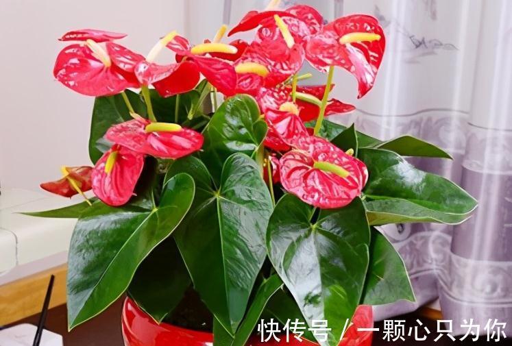 立冬过后,买3盆吉祥花养家里,十分上档次,你喜欢吗