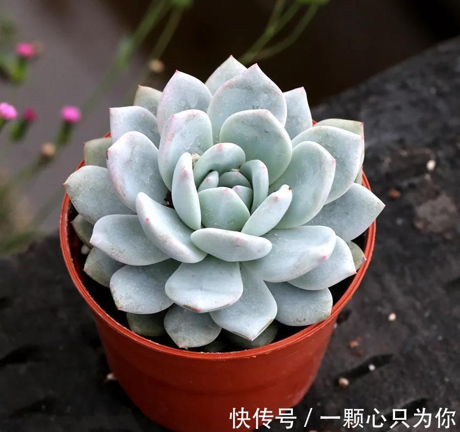 多肉中的贵货小仙女，颜值高，仙气足，你不要错过
