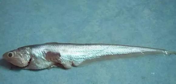 海鲜|渔民整理的海鲜大全,以后再也不怕不认识海鲜了