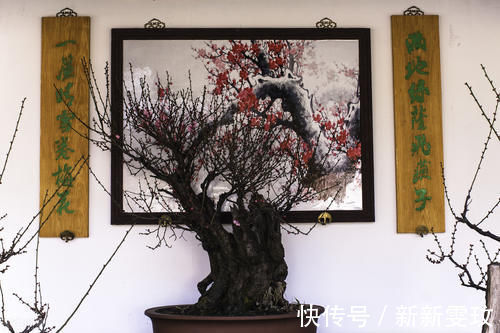 挑选盆景，需要掌握6个挑选条件，才能挑到精品，再也不用交学费