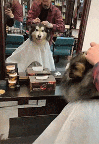 |搞笑GIF:打扮这么帅,是准备要去约会么