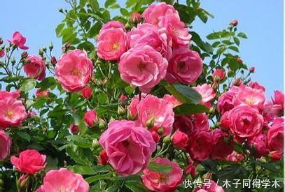 养护|有个院子只会养月季？种下两种藤本花，开花美香味浓，养护真省心
