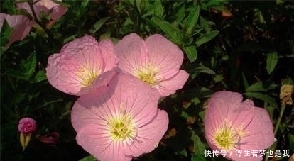 牵牛花|有院子可养“4种”皮实耐热的花,自播能力强,开成一片浪漫花海