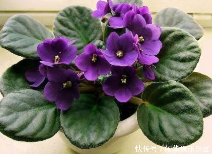 角落|这款花，丢到阳台角落，随便养就能爆盆，花色艳丽迷人，美爆了