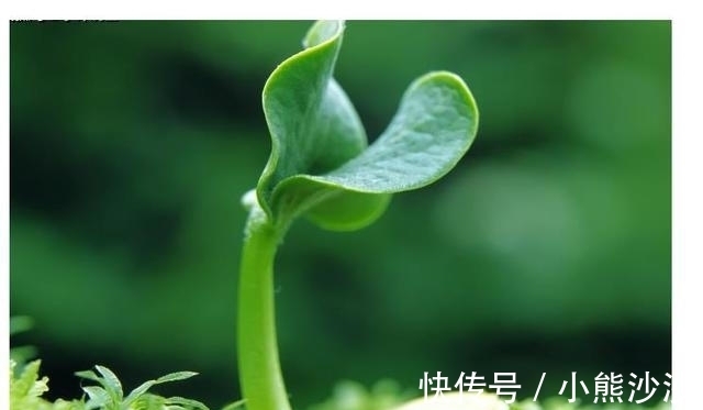 飞莲|2021年起桃花旺的生肖