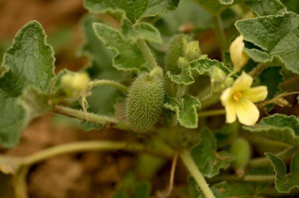 野瓜|在农村看到这个“野瓜”,可不要好奇,请离远一点,沾上就是病