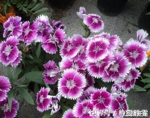 养花|养花就养1盆它，种子撒盆里，1周发芽，开花多，从春开到秋！