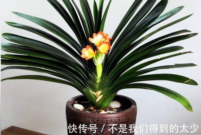 家里的君子兰一浇水就烂根掌握这点浇水技巧,只长花不烂根!