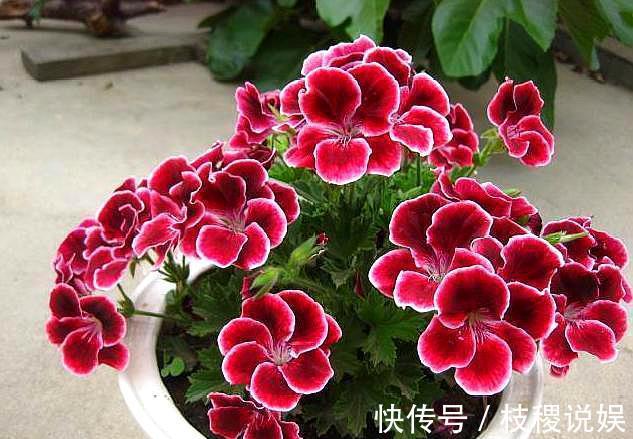 想养好天竺葵,花期一定要施肥,掌握一个“小窍门”,度夏无压力