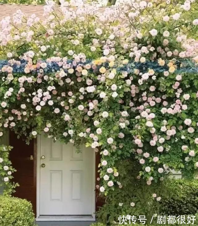 爬藤植物|花开一面墙，花落一路香，一棵爬藤植物的花海