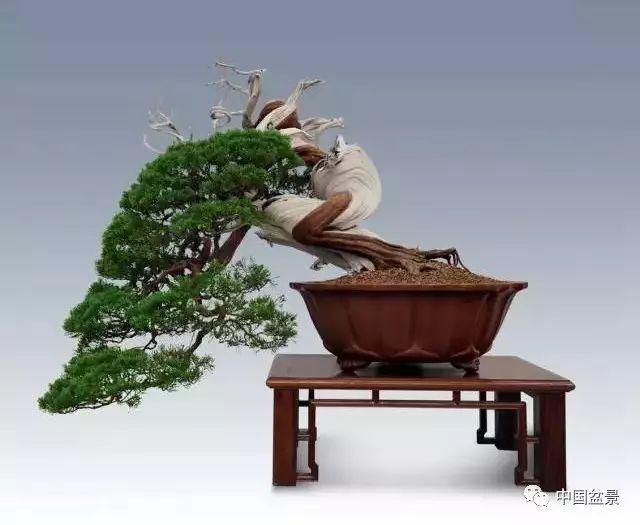 盆景,到底玩什么?