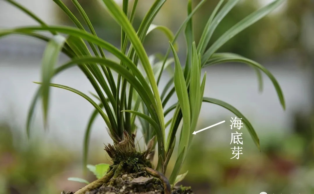 兰花海底芽|兰花海底芽,不是非剪不可的,两个技巧养成壮苗
