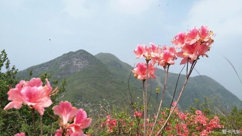 山上开遍映山红