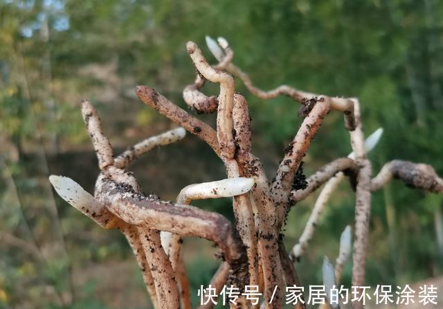 兰花|用细土种植兰花，真的会烂根腐苗吗？兰友：真正的窍门没弄懂