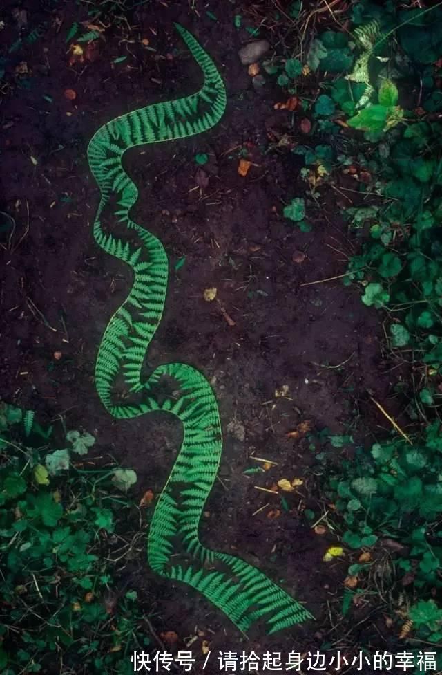 艺术家|他用最简单的树叶、石头、羽毛,建了一座美到极致的自然美术馆