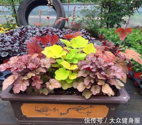 养上3种“不怕冻”的花,冬天“下雪”会更美!