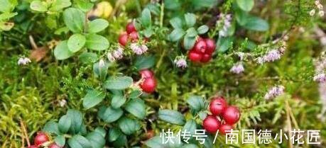 补血|一野果，2粒就可“补血”，是补血“良药”，能美白肌肤，抗衰老