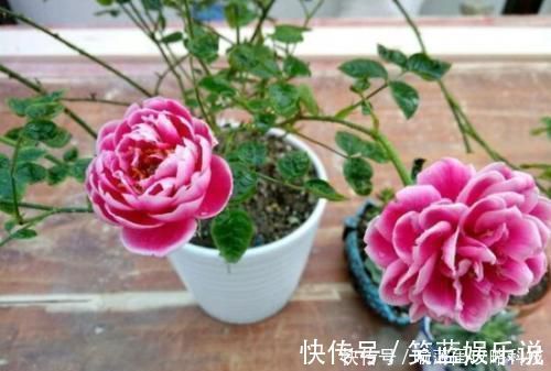 养花|此花被称世界名花,漂亮不输牡丹,四季有花赏,是家庭盆栽佳品