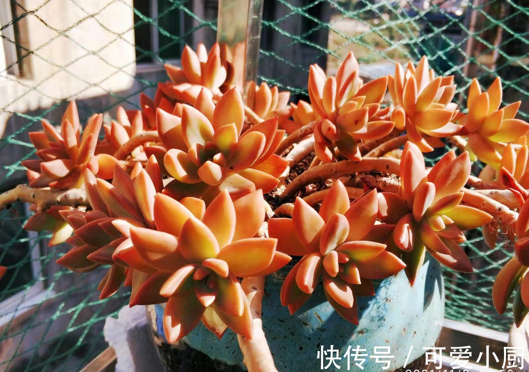 养多肉需要哪些硬件设施?如果打算认真养,那这6样东西必不可少