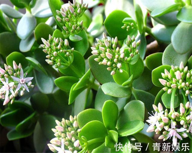 室内盆栽养殖禁忌，哪些植物不适合在室内养殖尤其第4个