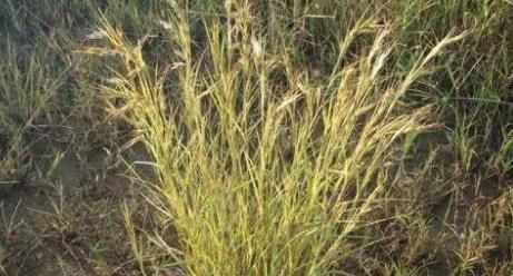 农村一种常见野草,民间的“化血丹”,散瘀活血止痛,治风湿痹痛