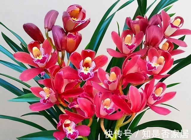 建兰|有着开花机器美誉的大将军，花朵又大又香开花成串显档次