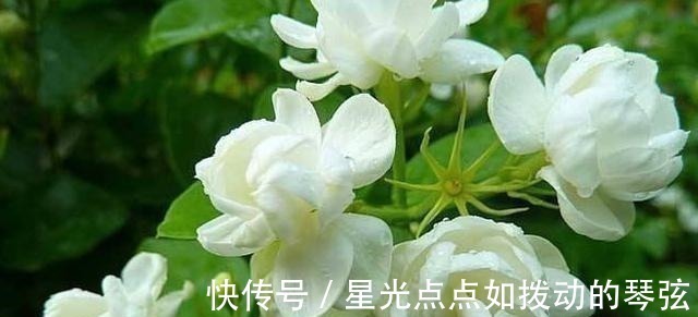 茉莉土|茉莉土加“一料”,不黄叶不徒长,易生根长得旺,养成繁花老桩!