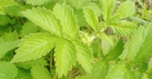 塞药|痔疮最怕这几样食物，每天吃两口，消炎除痔，比“塞药”管用