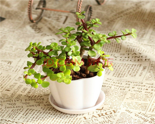 金枝玉叶|金枝玉叶也能开花教你3个养护金枝玉叶的妙招,别说没提醒