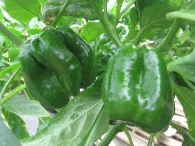 老年人|青椒配此菜一起炒，老年人常吃，软化血管有奇效，快告诉家里人