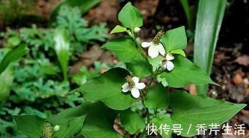 抑菌|5物是前列腺的“守护神”,男人常吃,消炎抑菌,或远离前列腺炎