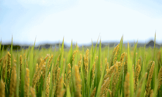 蛙声#辛弃疾的一首词,把一个寻常场景,写成了千古佳作