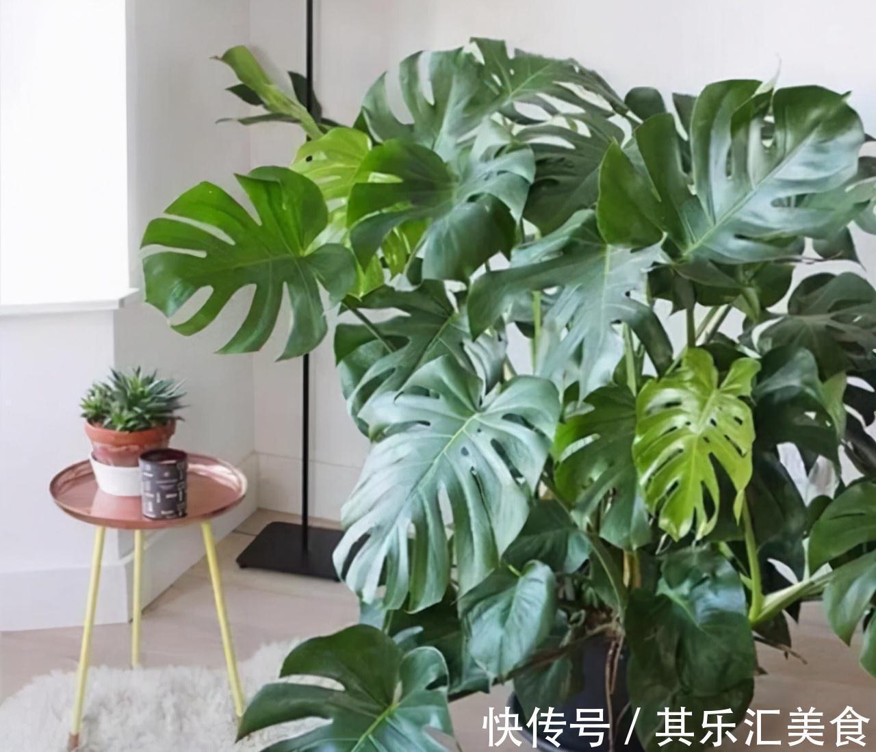 5种公认的吸毒花,既好看又好养,家中摆2盆,身体更健康