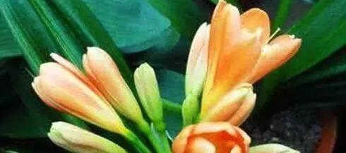 你用啤酒水、淘米水浇花快停下,正确方法没学会,浇1盆死1盆!