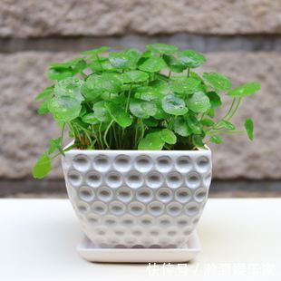 叶子|铜钱草养不好,3个方面原因要了解,学会了养得叶子铜钱大