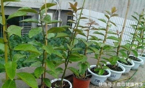 木麒麟|叶仙嫁接蟹爪兰，长到比人高，花开千百朵，一个弱点“毁所有”！